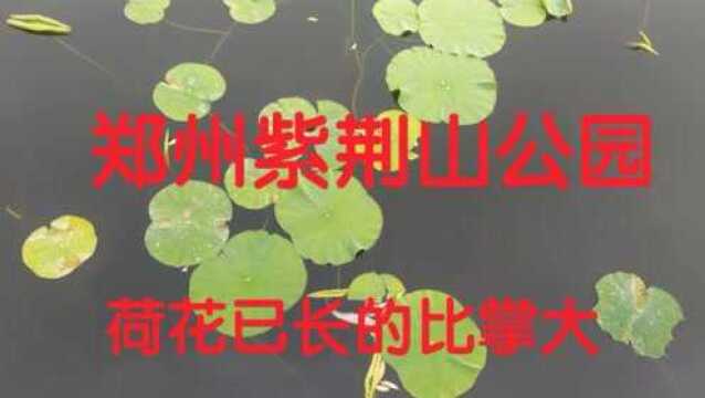 河南省郑州市紫荆山公园荷花已生长的比巴掌大小