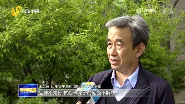 山东:加强中药材新品种选育 夯实中医药产业根基