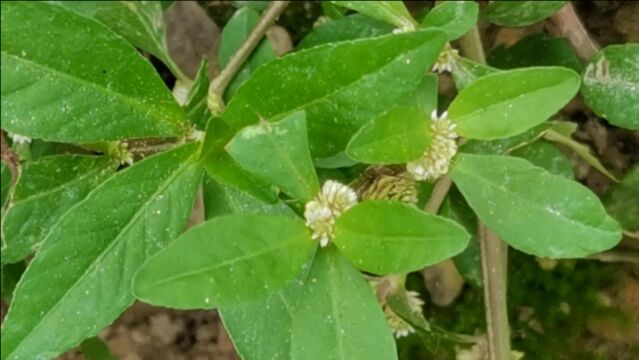 这种植物开花很特别,它名字叫莲子草,是一种中草药材,来认识一下吧