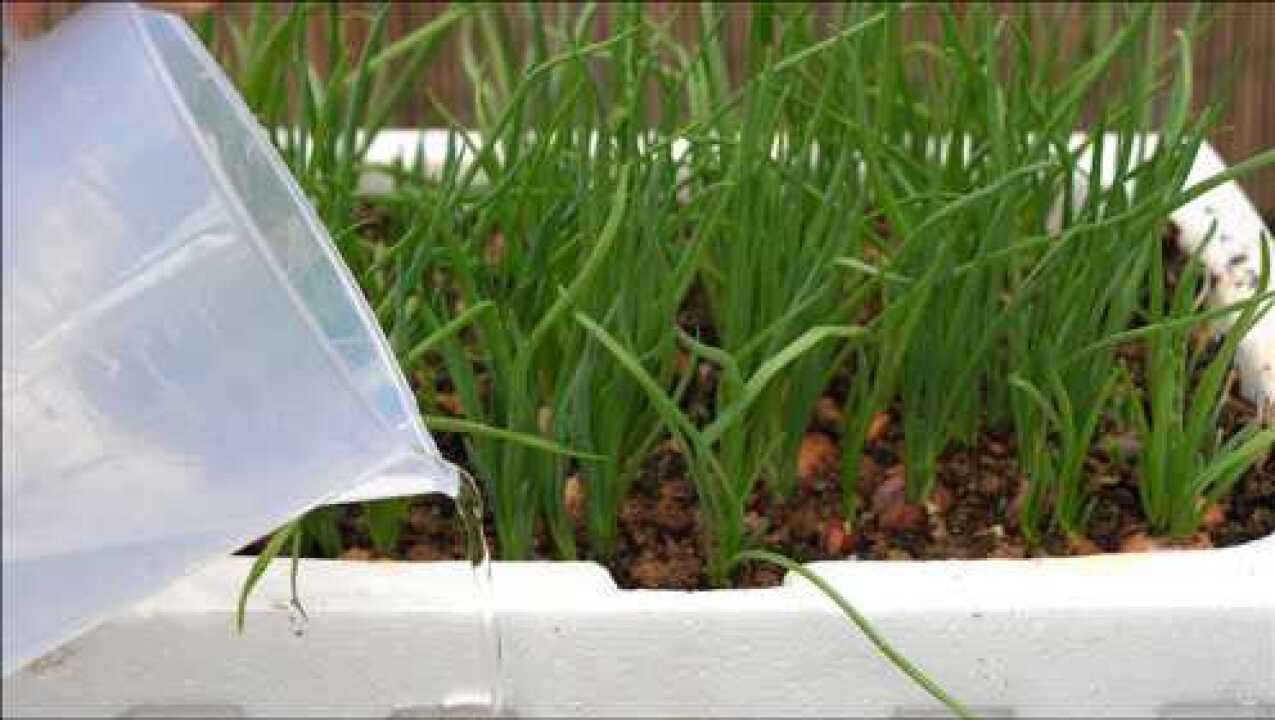 泡沫箱种小葱,15天收割一次,割完浇点它越养越壮