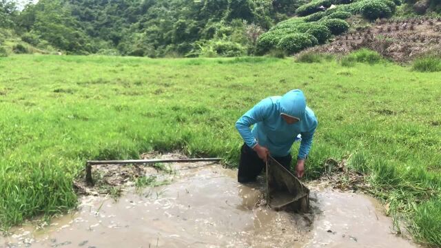 到山里找种纯野生的观赏鱼中国斗鱼,回来的路上发现一棵千年柳杉