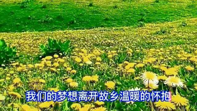 好听歌曲《野花香》