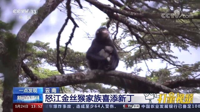 云南:怒江金丝猴家族喜添新丁,母猴怀抱小猴珍贵影像被拍下