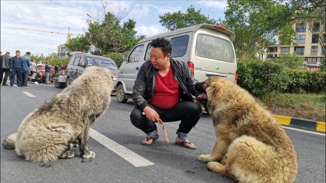 农村小伙酷爱猛犬,17000元买1对高加索牧羊犬,高大威猛忠诚