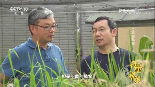 玉米与豆科植物间作,不仅增产增效,还能提高土壤肥力?