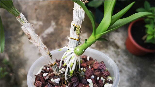 石斛兰这种芽,要尽早摘除,不然植株养不旺!