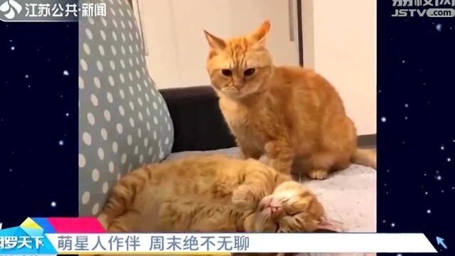 萌星人合集:猫咪“称体重” 眼神像极了称体重时的你