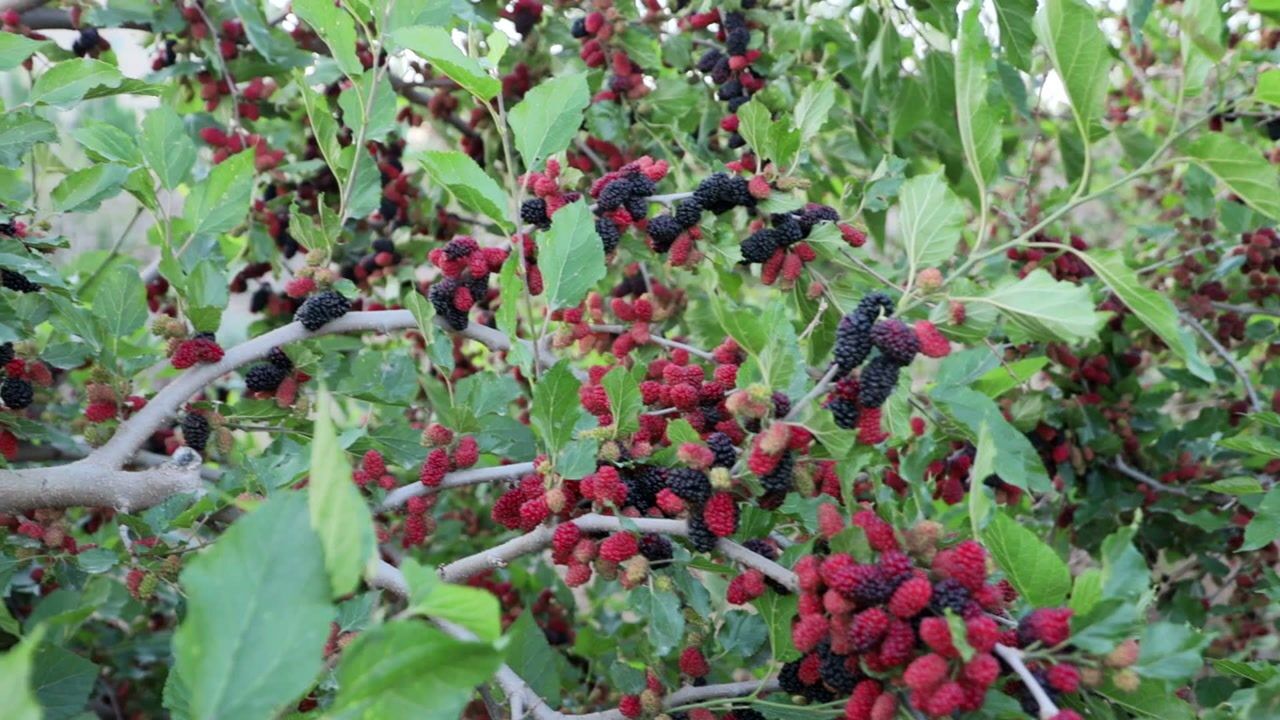 盐山县韩桥采摘园椹子熟了欢迎采摘