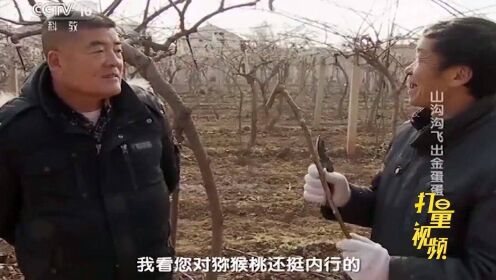 陕西眉县猕猴桃品质好、供不应求，果农靠种植猕猴桃发家！