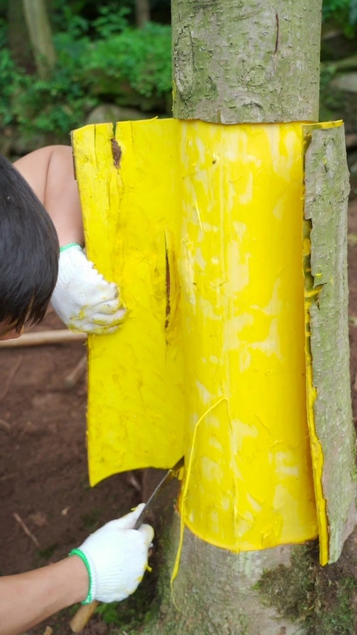 这颗种植20年的黄柏树,可以收割黄柏皮了,60多斤卖了300多,今年价格还