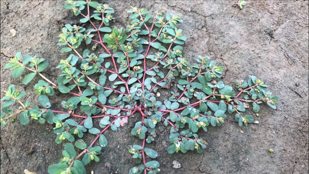 地锦草人称"血见愁",好多人不知它的用途与价值?遇见别错过_腾讯视频