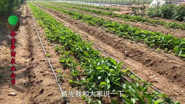 草莓苗6月份病害全面防治技术 甜宝草莓苗 久香草莓苗病害防治