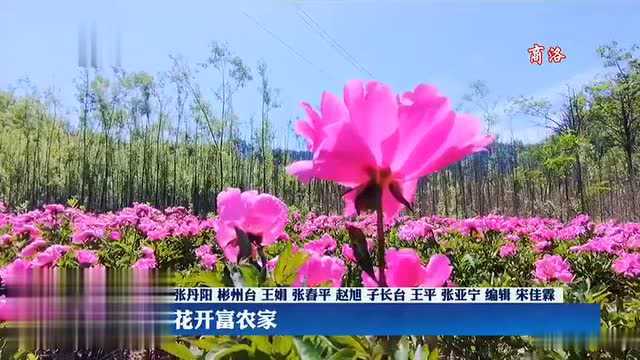 【绿色陕西】芍药花开富农家