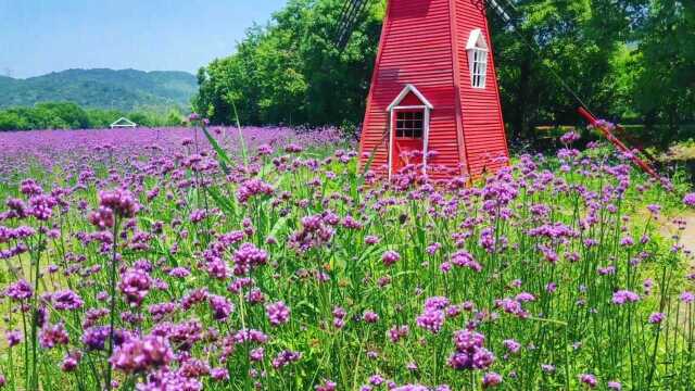 宁波荪湖骑行游,花海湖景一网打尽