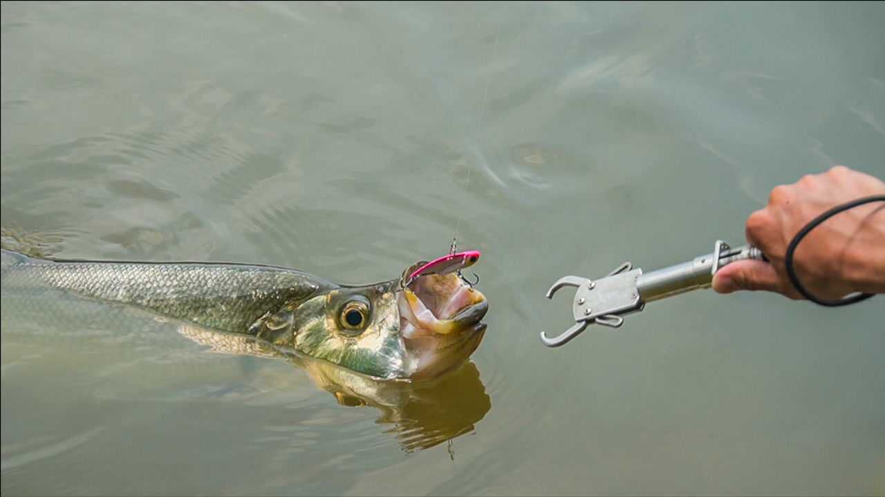 一起领略 米级翘嘴 巨型鳡鱼的刺激瞬间!