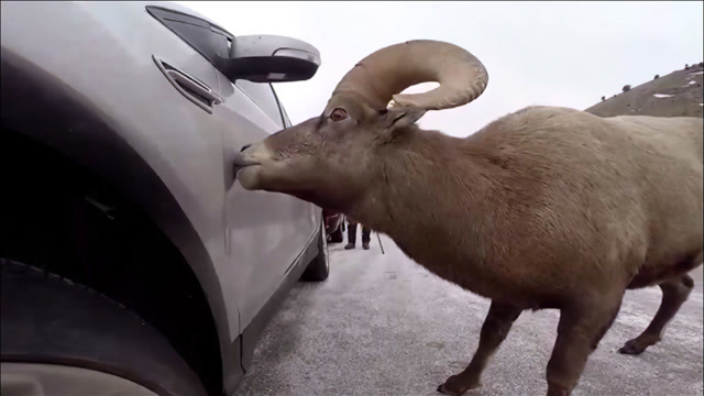 见过山羊洗车吗?浑身是土的脏车停在路边,下一秒不敢相信眼睛!