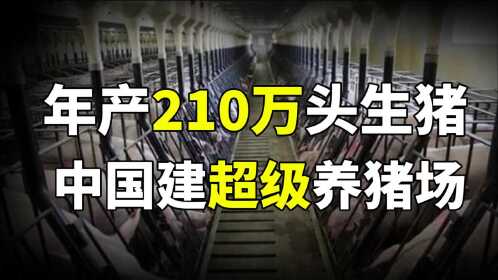 华为开始5g养猪?中国建超级养猪场,年产210万头生猪!