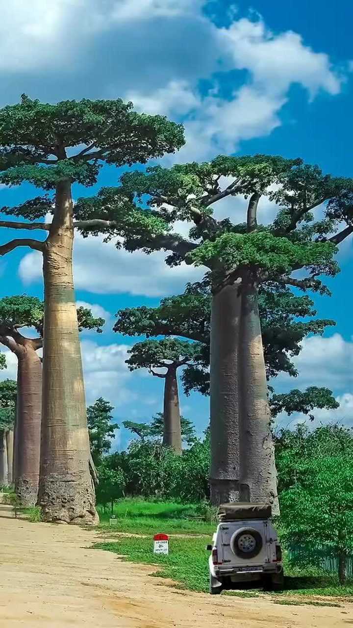 这种树叫做猴面包树可养活一家人几百年来一直被当地人作为食物水源