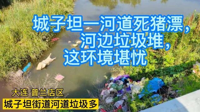 河道死猪漂,河边垃圾堆,普兰店区城子坦永利河被垃圾污染