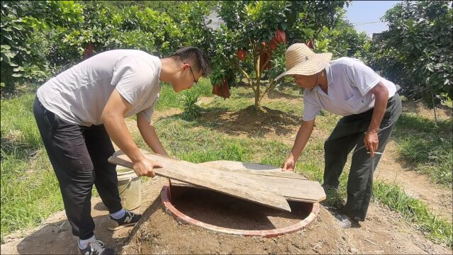 为何容县沙田柚全国第一?爷爷放出绝招特制肥料,小陈惊呆了!