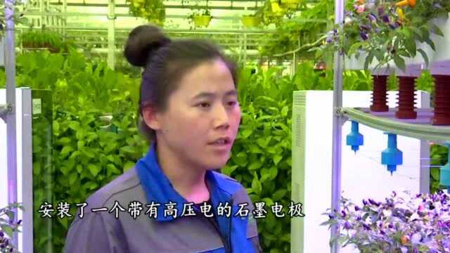 寿光市:电能+蔬菜 打造植物工厂“升级版”