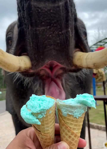 大象也会吃冰淇淋不知道能不能尝出味道挺有画面感的