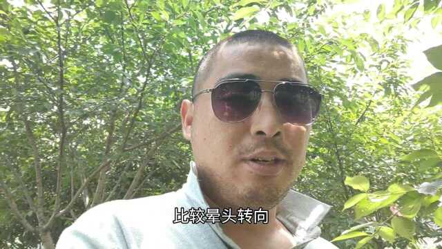 车队应聘A2司机工资1万起步,实习期也用,上车让老师傅带练习