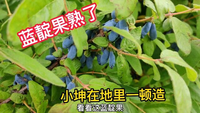 蓝靛果熟了是森林浆果的一种也叫山茄子和黑瞎子果,爆汁酸酸甜甜