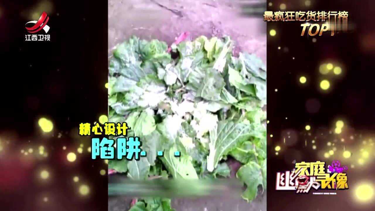 男子为了抓鸡精心布置陷阱，结果鸡没上当丨家庭幽默录像_腾讯视频