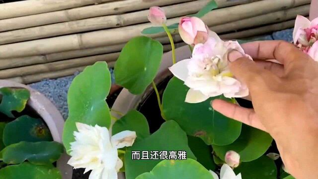 碗莲在夏季怎么种?全套技术分享,配土催芽技术很多人不知道