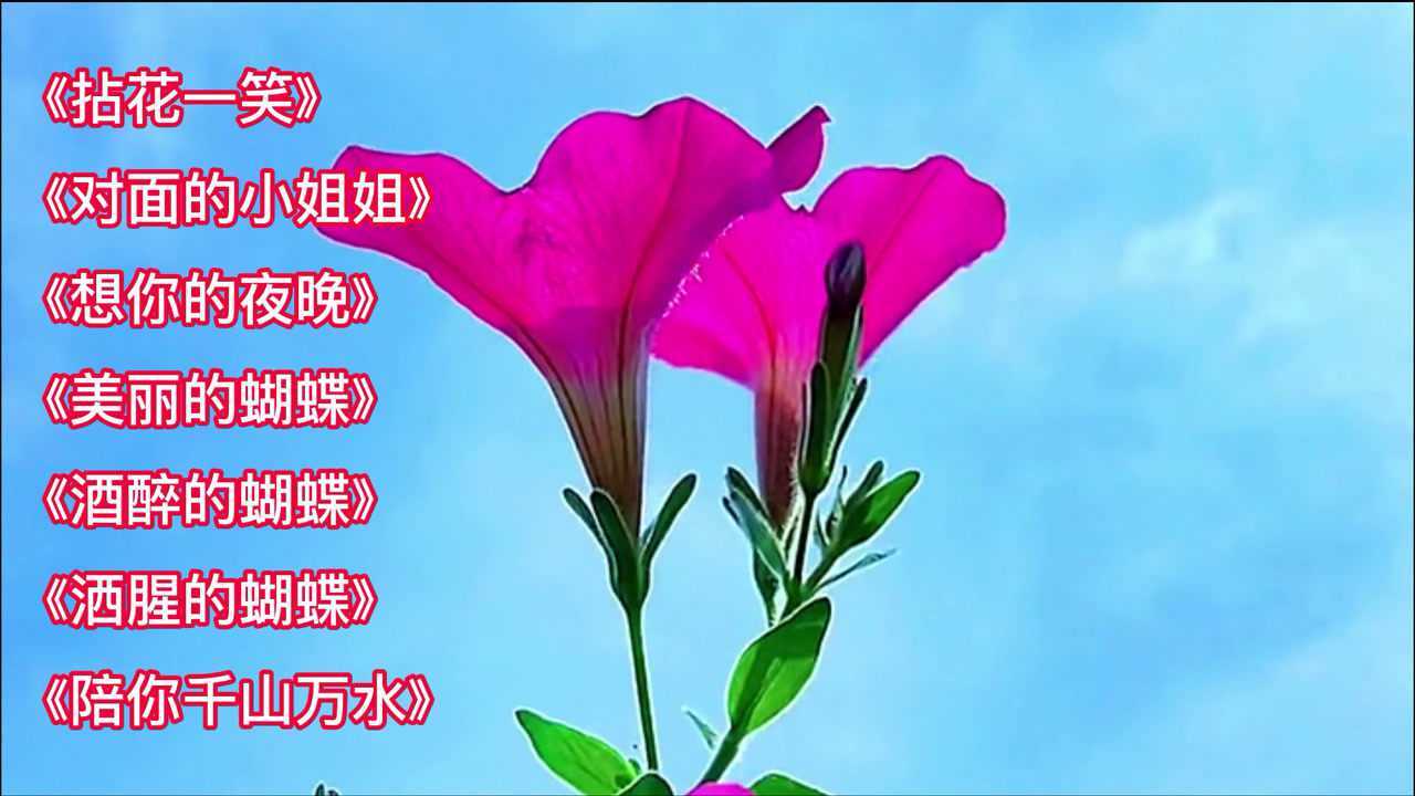 歌曲《拈花一笑》《对面的小姐姐》《想你的夜晚》《美丽的蝴蝶》