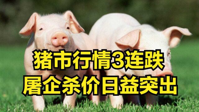 5日猪市行情呈现“3连跌”,屠企杀价日益突出,猪价冲高回落