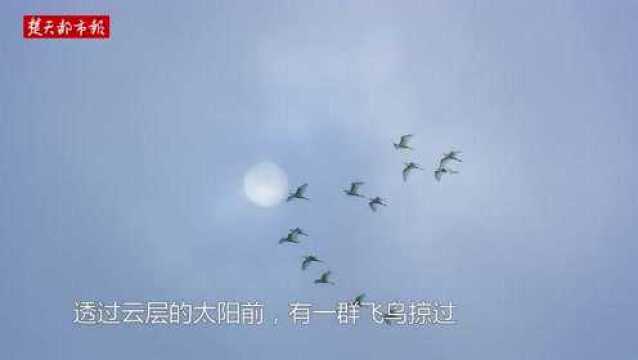 水墨图画现武汉上空,透过云层的太阳前,有一群飞鸟掠过