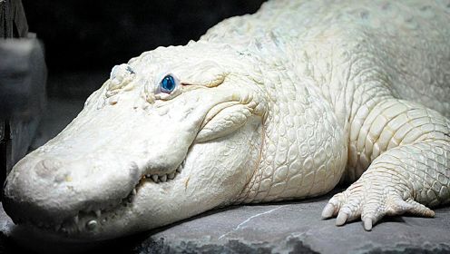 5种可爱的白色生物，你见过白色的鳄鱼吗？白色的鳄鱼漂亮吗？ #“知识抢先知”征稿大赛#
