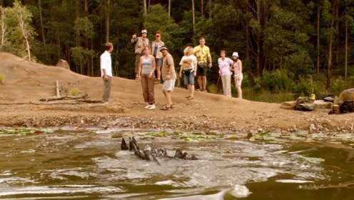 逃亡鳄鱼岛：美女导游带团游玩，误入巨鳄领地，等发现时后悔莫及