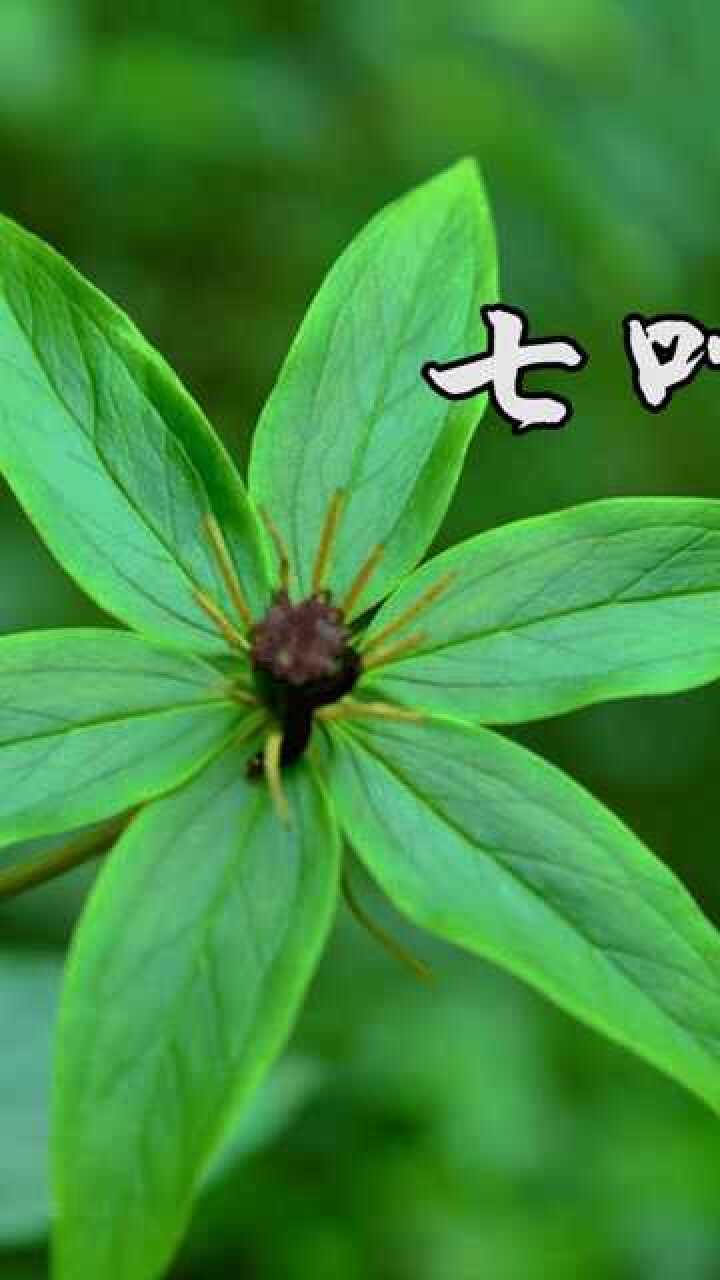 七叶一枝花神农架四大神药之一用于疔疮肿痛咽喉肿痛蛇虫咬伤跌扑伤痛
