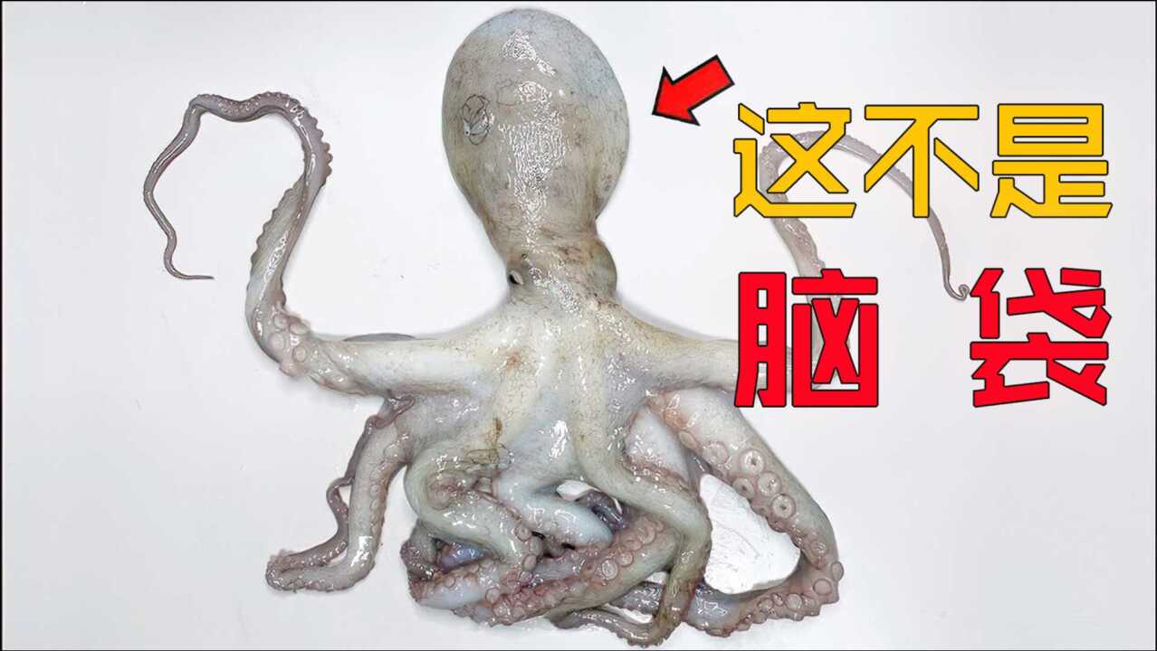 吃了这么多年章鱼,你知道它有三颗心脏吗?科普解剖