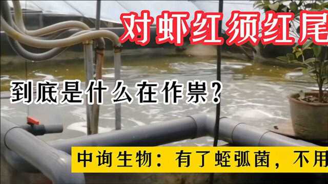 对虾红须红尾!到底是什么在作祟?中询生物:有了蛭弧菌,不用怕