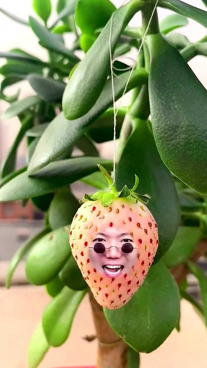 百变君:今天变成了一个白白嫩嫩的草莓.