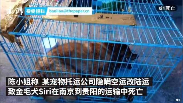 私自更改流程至宠物狗Siri死亡