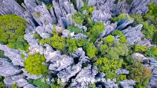 昆明旅行2:见过竹林,树林,森林,但你一定没有见过石林?