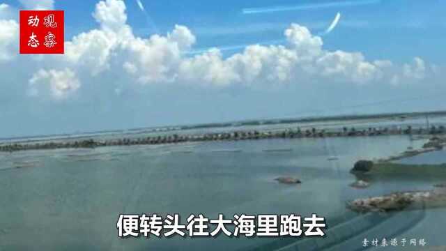 上天入海也要抓到你!浙江民警千里抓贼,追到海里给嫌犯戴手铐