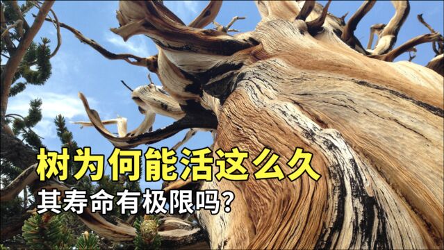 能活5000年的苍天大树比比皆是,树的寿命由什么决定,能永生吗?