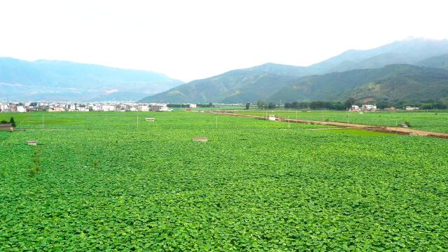 旅途航拍 | 丽江市永胜县万亩荷花盛开时,上午在观景台赏景最佳