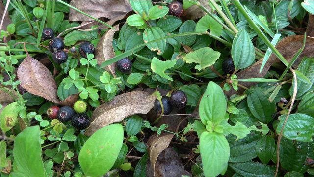 这种野果大家有吃过吗?城市里没得卖,我们农村却多得没人要