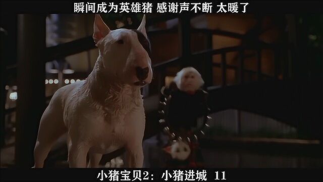 小猪宝贝2:小猪进城——11, 瞬间成为英雄猪 感谢声不断 太暖了..