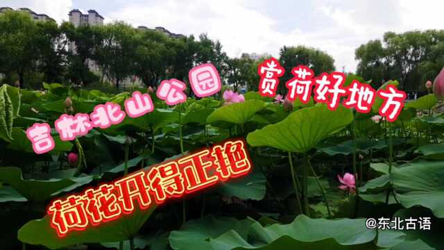 吉林北山公园赏荷好去处,现在荷花开得正艳!快去看看吧