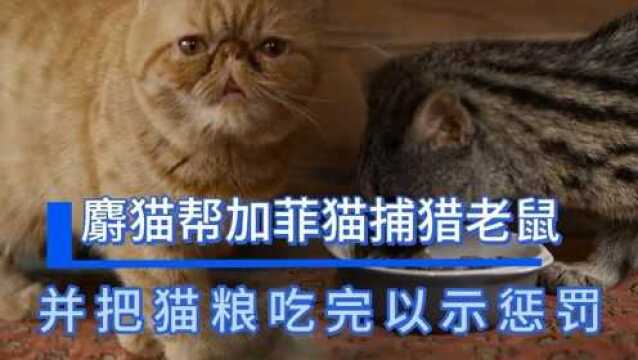 麝猫帮加菲猫捕猎老鼠,顺便把猫粮吃完惩罚下懒猫,这做法合理吗