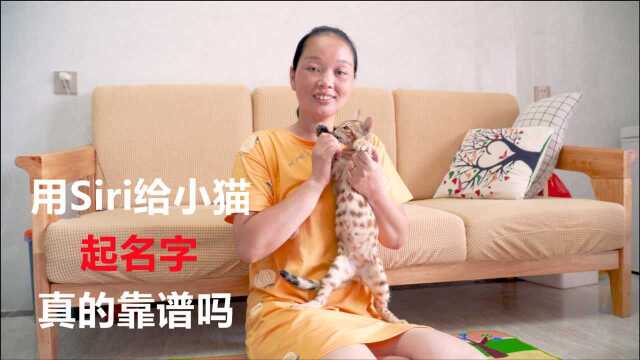 用手机给小猫起名字真的靠谱吗?