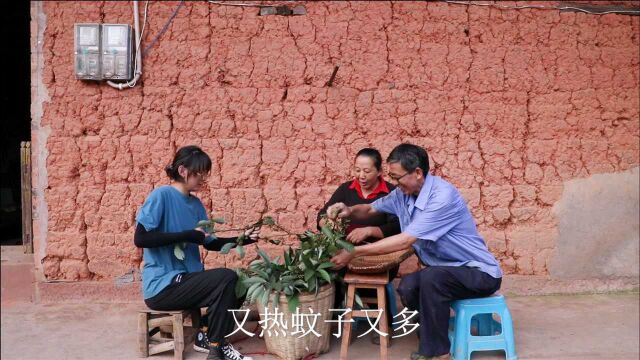 吃豆花的必备佐料,大山里的美味,思宇和妈妈去摘回来做木姜油